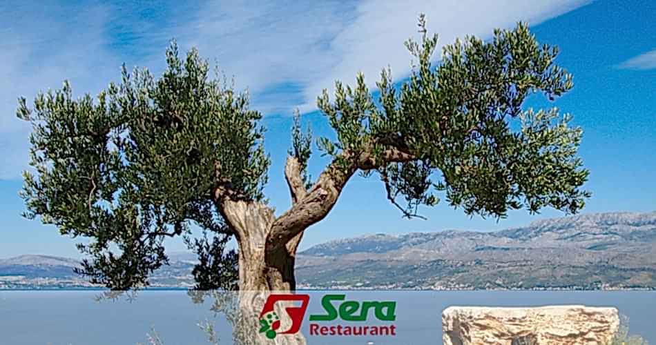 Zeytin Ağacı